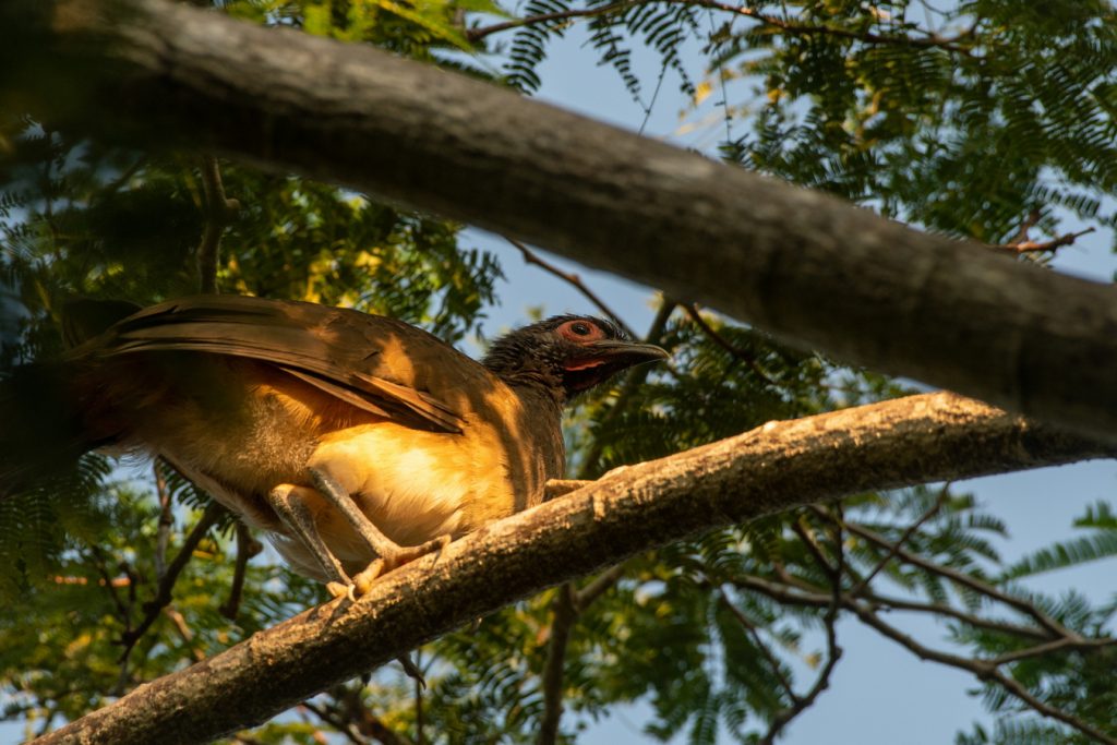 Bird Sighting Grand Isla Navidad Resort