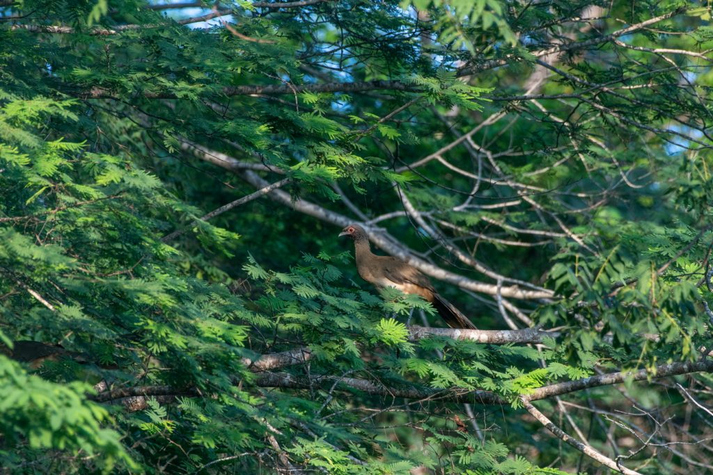 Bird Sighting Grand Isla Navidad Resort