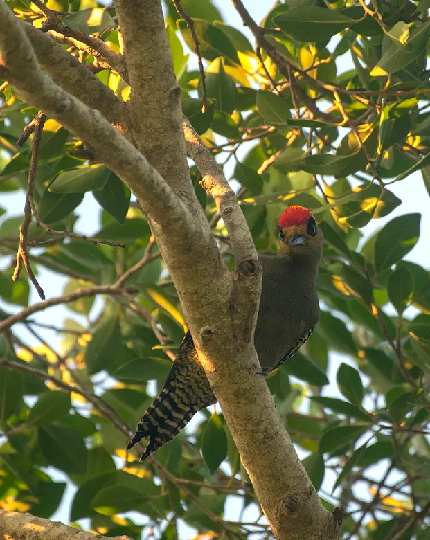 Experiencias Avistamiento de Aves, Grand Isla Navidad Resort, Hotel en Manzanillo Colima, frente a Barra de Navidad
