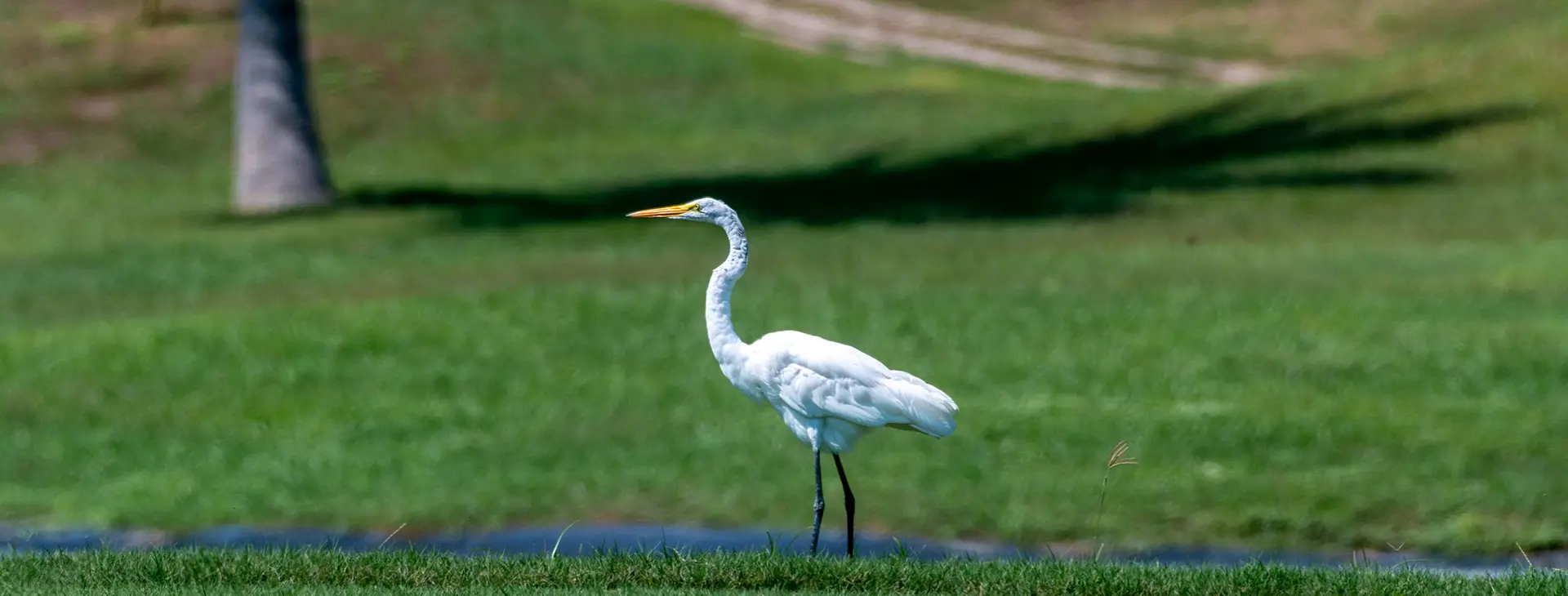 Avistamiento de aves, Grand Isla Navidad Resort, Hotel en Manzanillo, Colima, Barra de Navidad