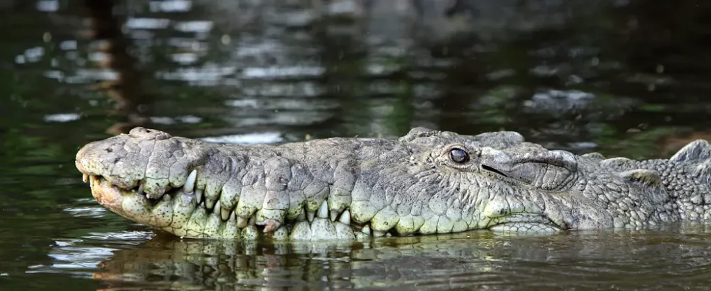 Cocodrilario, en La Manzanilla