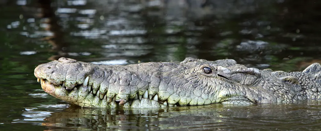 Cocodrilario, en La Manzanilla